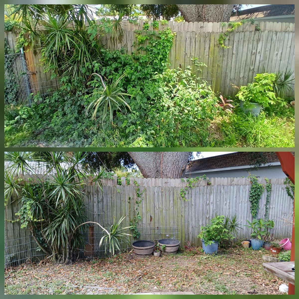 Backyard clearing before and after