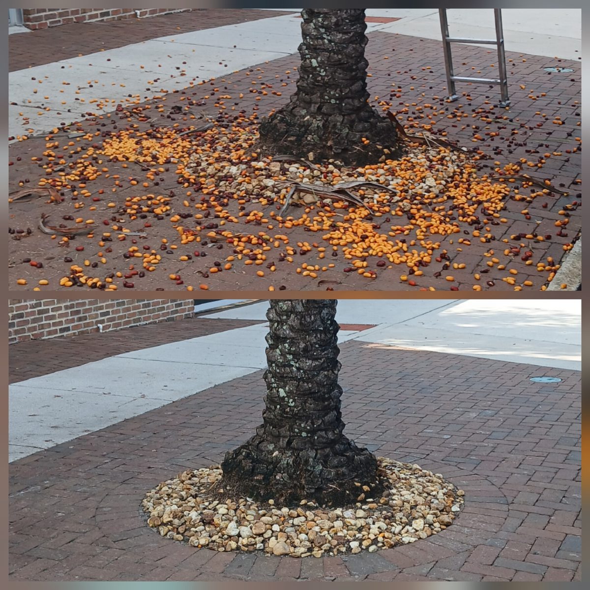Commercial palm cleanup before and after