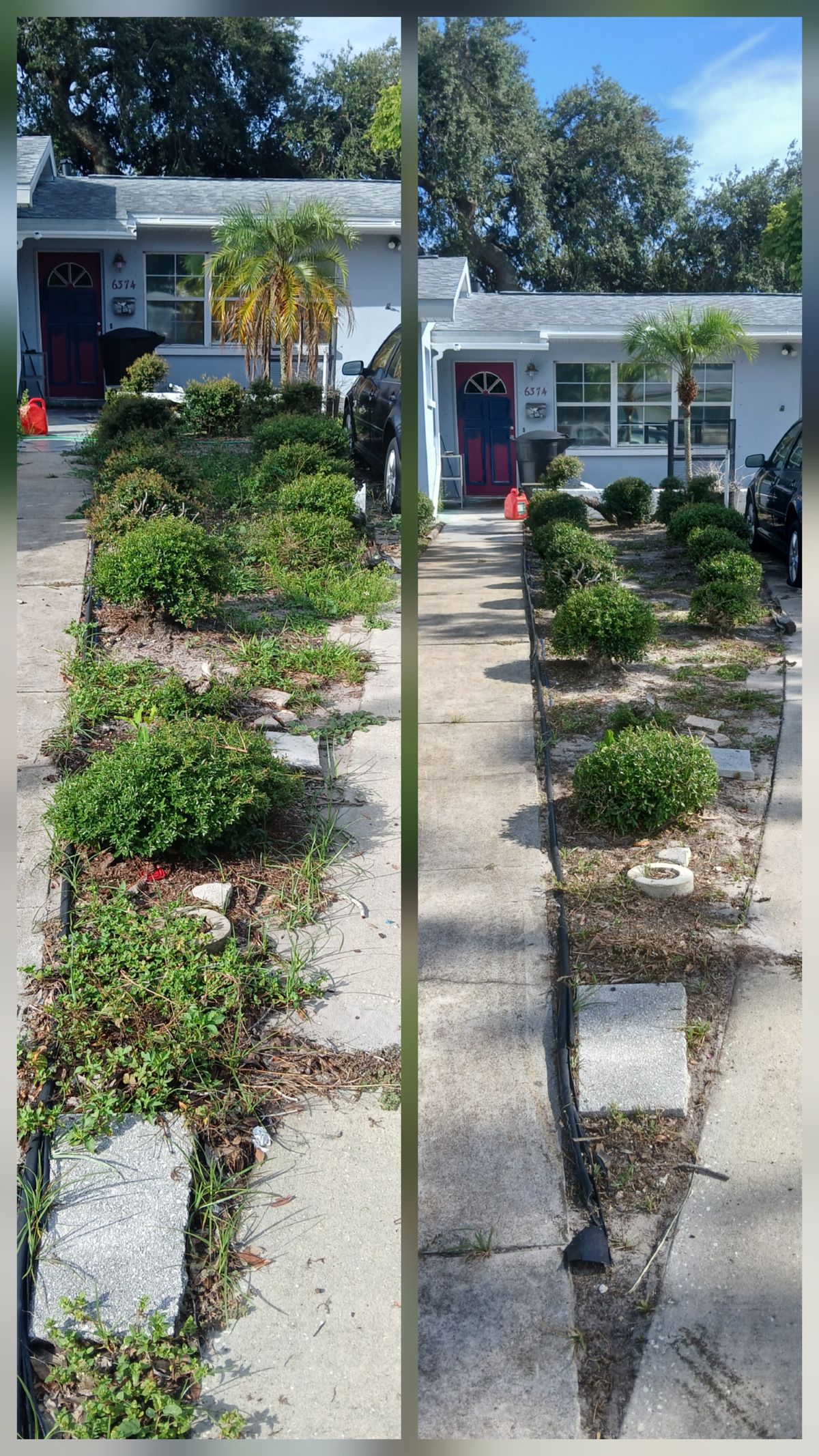 Hedge strip before and after