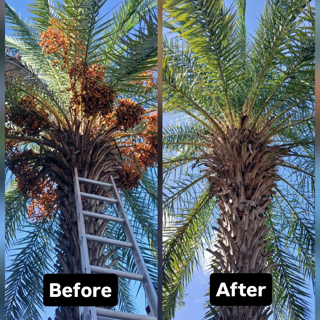 Date palm trim before and after