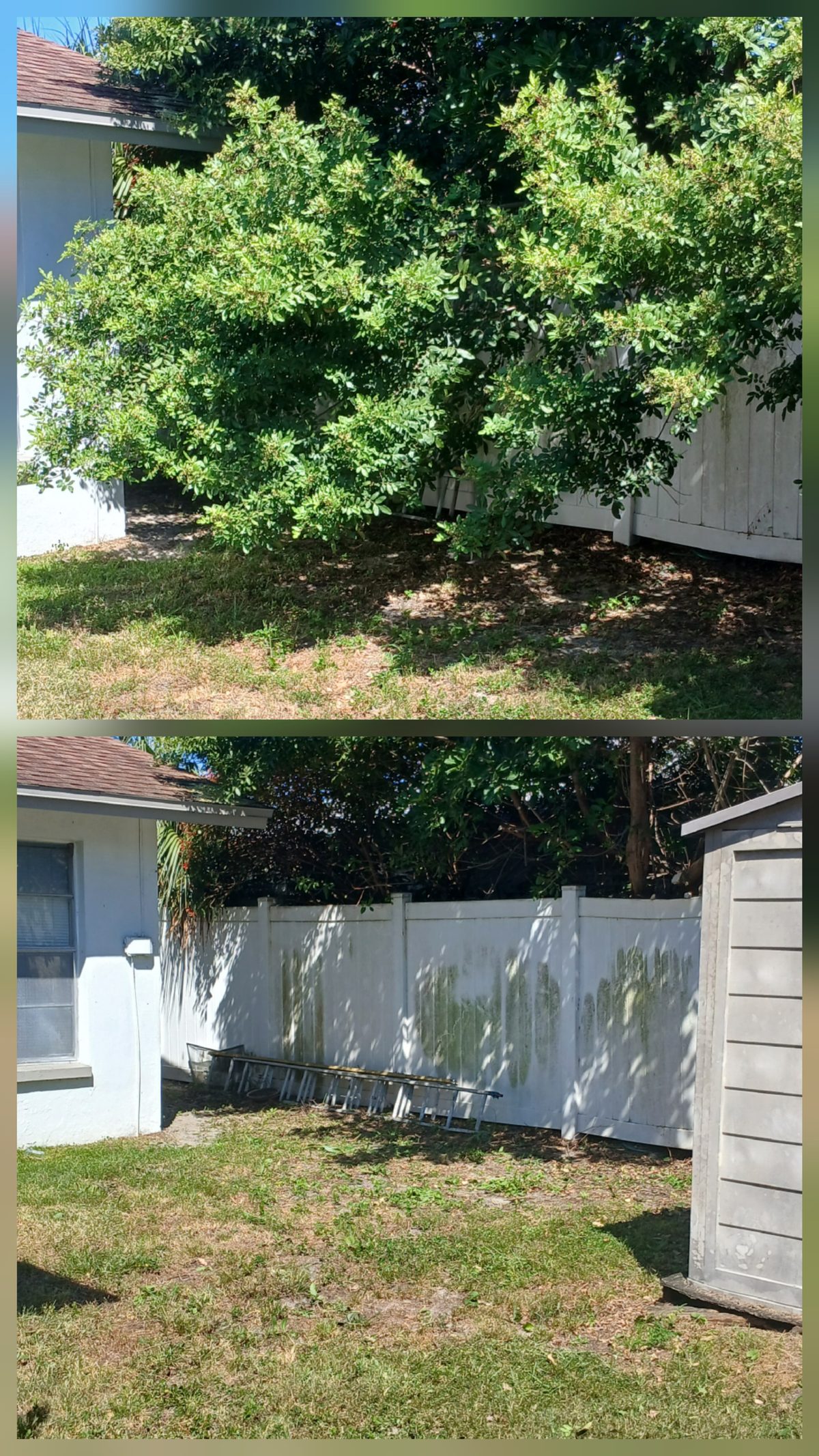 Tree trimming before and after