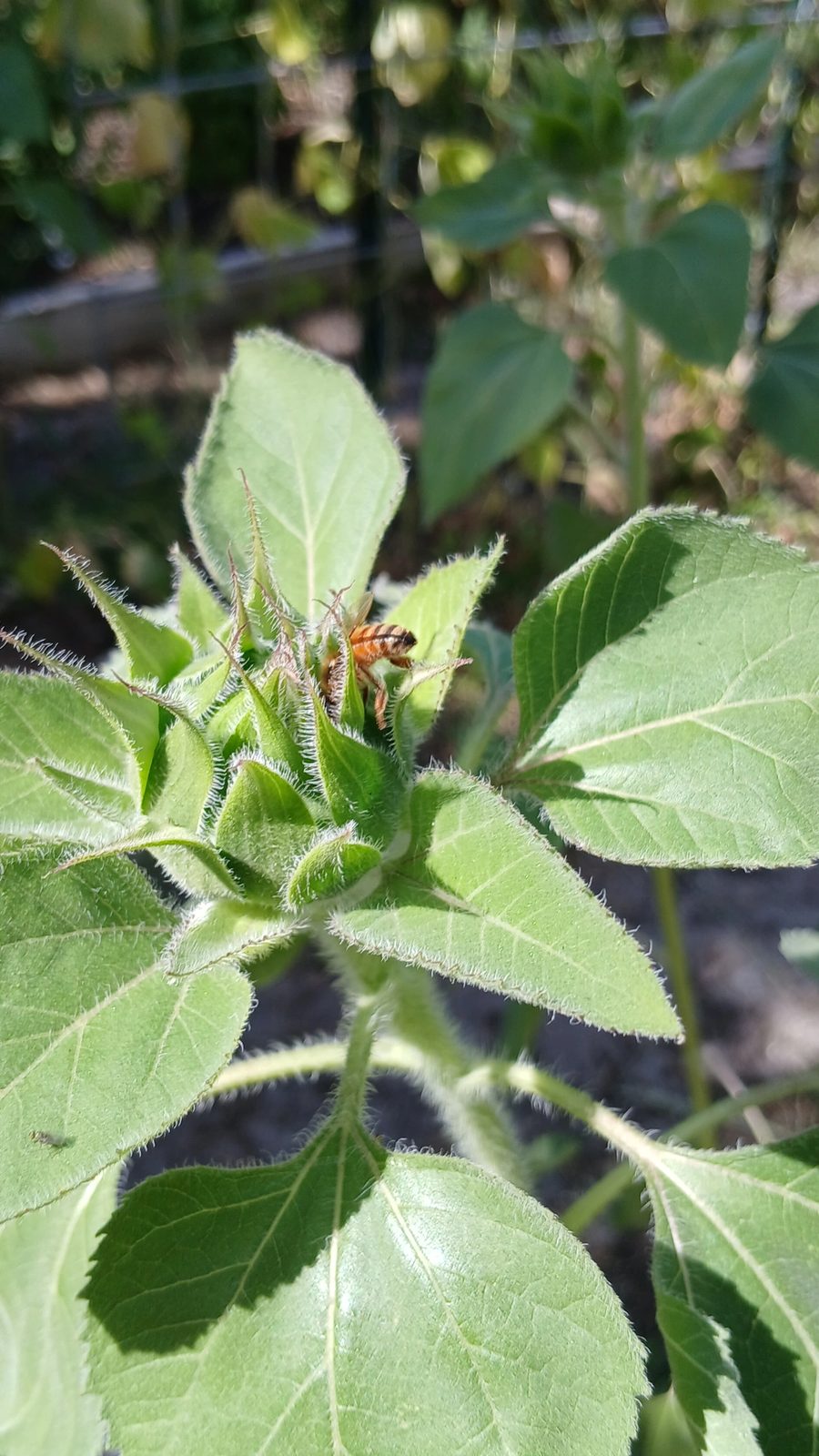 Organic garden with pollinator