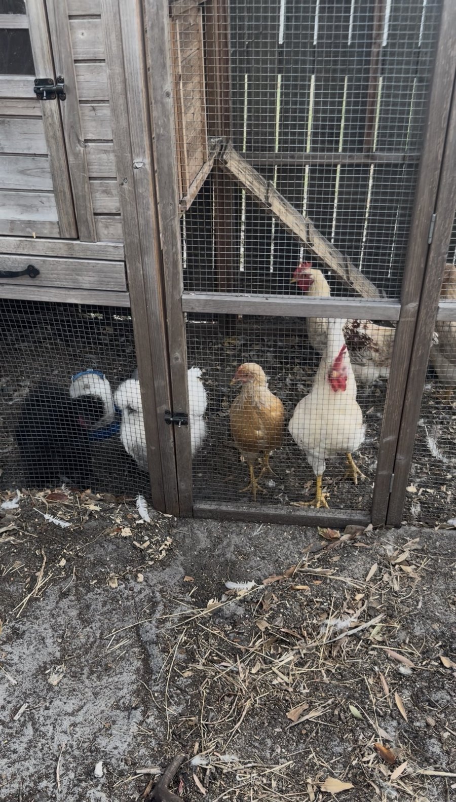 Chickens and rooster