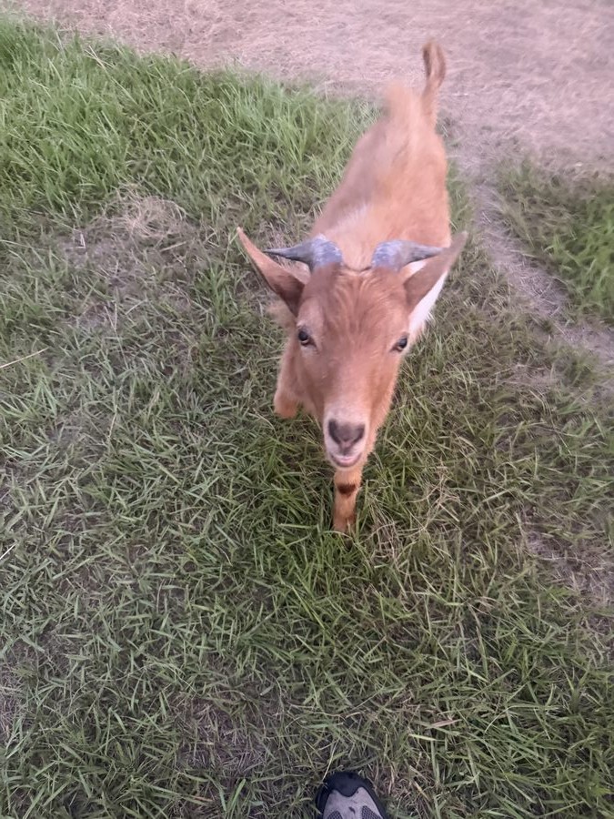 The goat