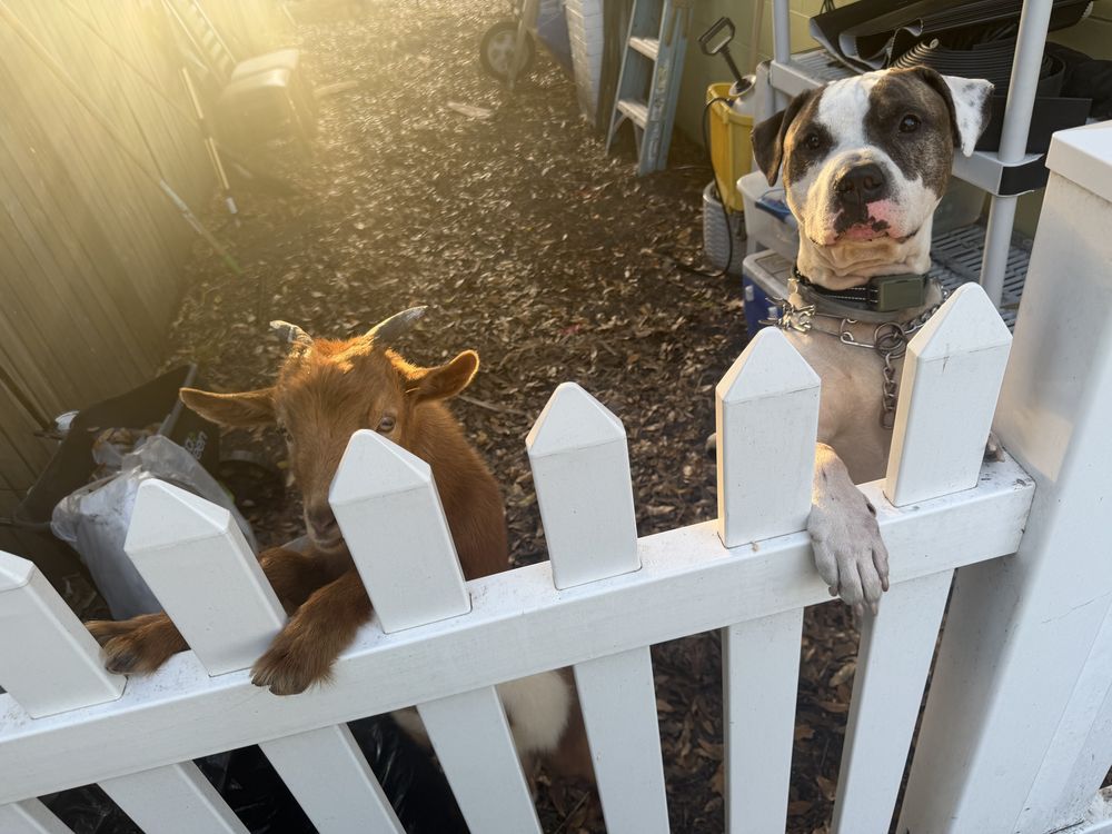 Goat and dog on the homestead