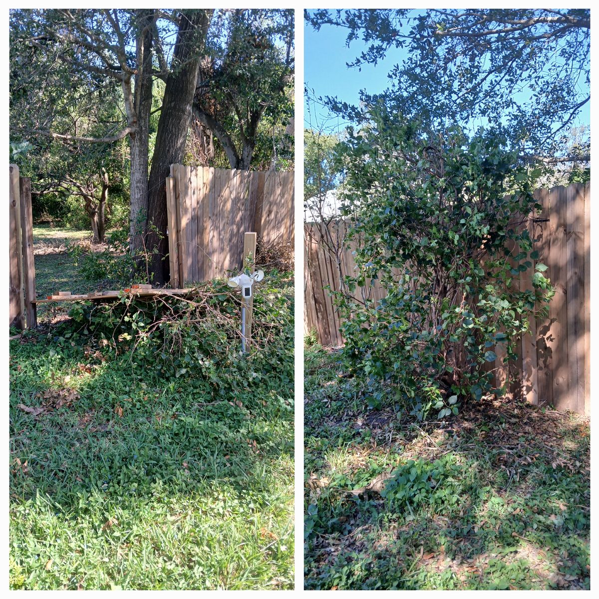 Yard cleanup before and after