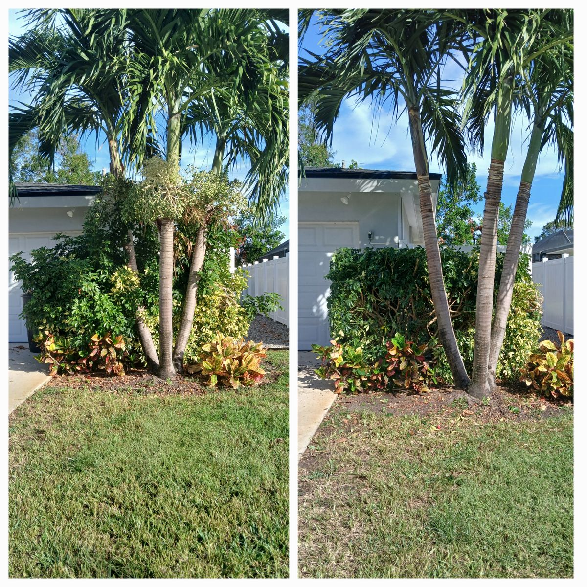Palm garden before and after