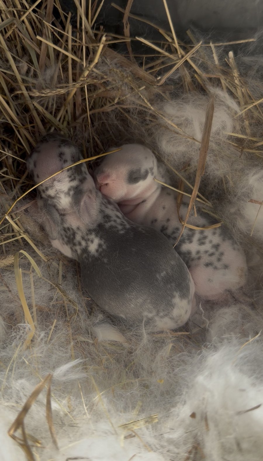 Newborn Rex rabbits